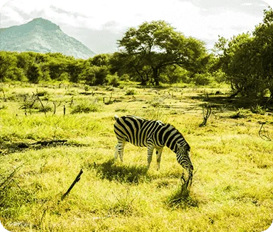 Casela Nature Parks