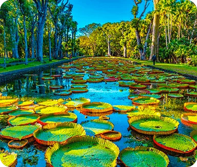 Sir Seewoosagur Ramgoolam Botanical Garden