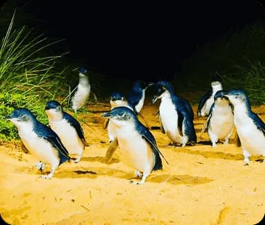 Phillip Island