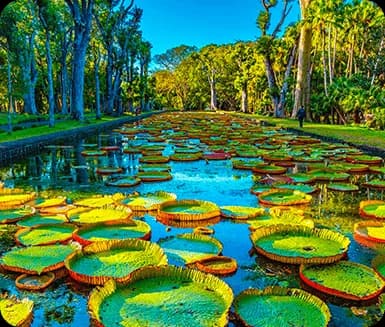 Sir Seewoosagur Ramgoolam Botanical Garden