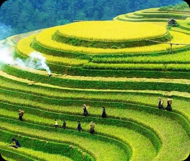 Rice Terrace