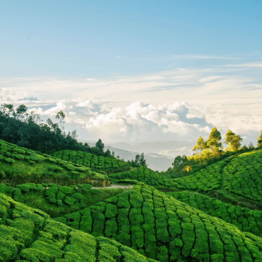Munnar Tea Gardens