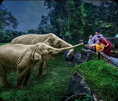 Night Safari